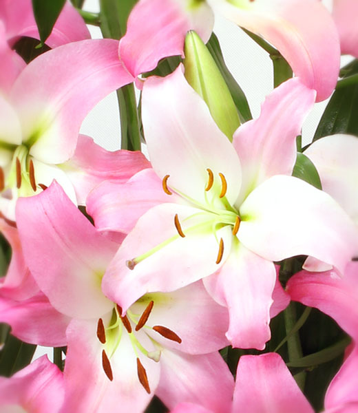 photo of lily luxurious bouquet macro