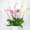 an image of the birthday orchid plant in a pot
