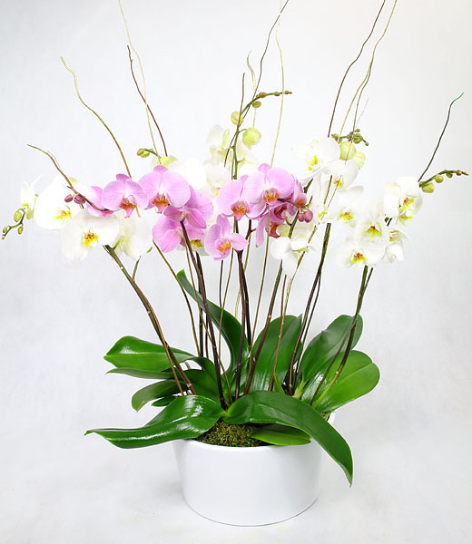 an image of the birthday orchid plant in a pot