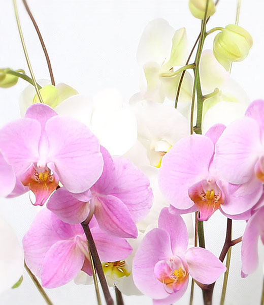 the photo of pink and white orchid flowers