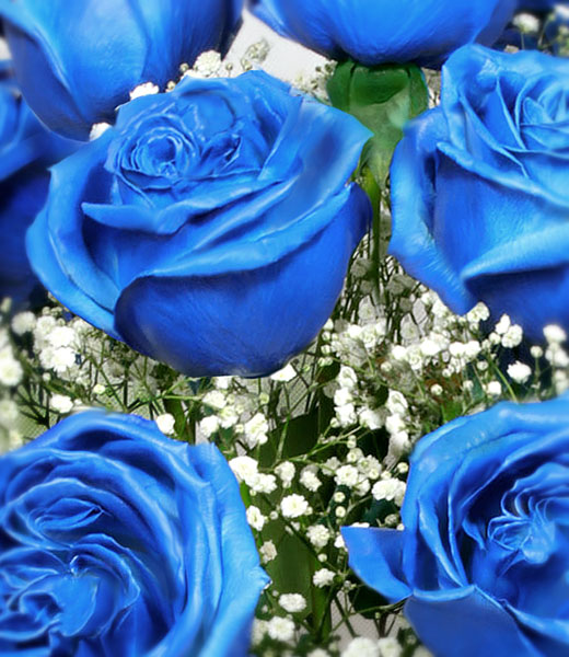 photo of blue roses