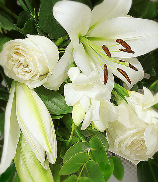 the photo of classy white flowers
