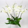photo of white orchid corpoate present in a pot