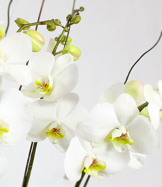 photo of white orchid flowers