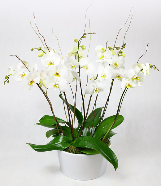 photo of white orchid corpoate present in a pot
