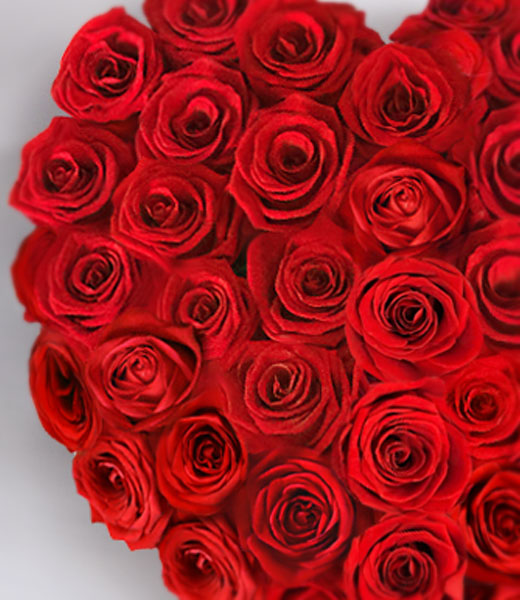 photo of premium red heart of roses