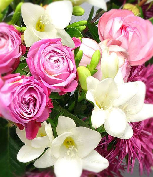 photo of pink flowers online macro