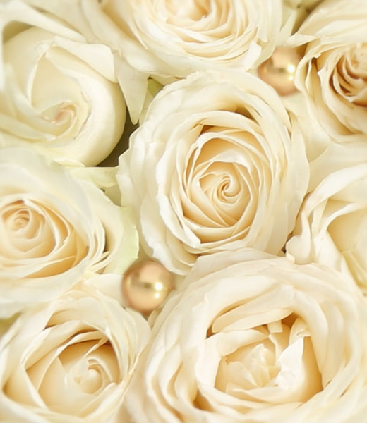 photo of white roses in macro