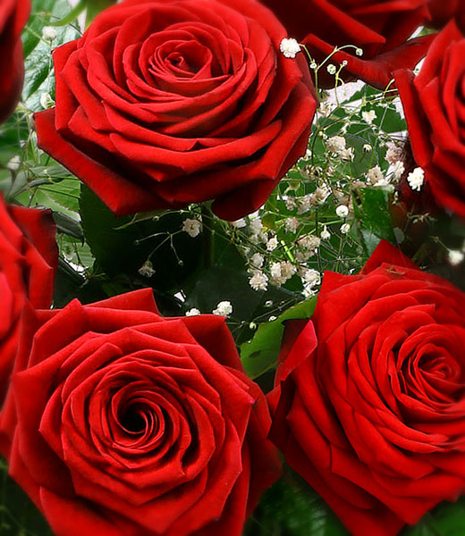 the photo of vip red roses macro