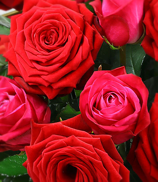 the photo of luxury rose bouquet in macro