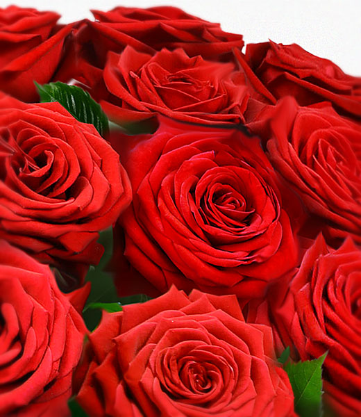 photo of premium red roses