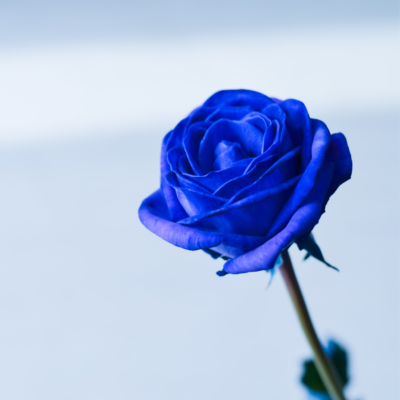 Blue Rose